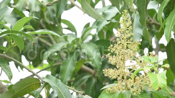 芒果树或的白花在风中摇摆的小昆虫视频的预览图