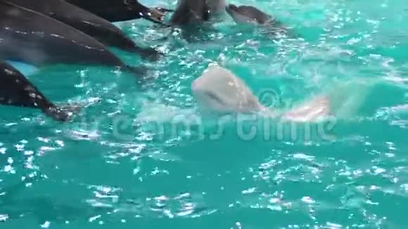 一群白色和灰色海豚在水上表演时接近池边视频的预览图