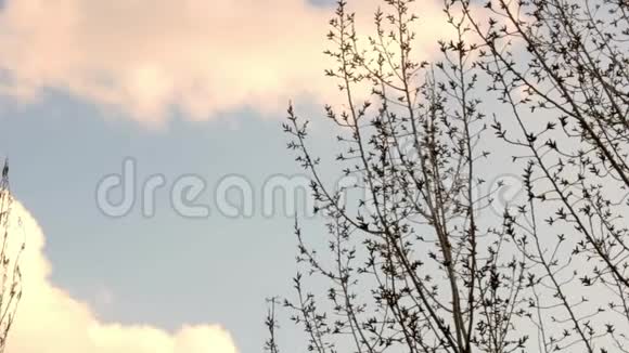 树枝在蓝天和晚霞上摇摆春天来了天气暖和的多云天气树有花蕾视频的预览图