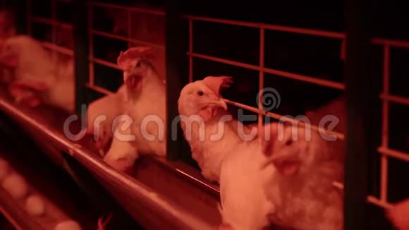 养鸡的家禽养殖场鸡蛋经过运输商鸡和蛋家禽工厂视频的预览图