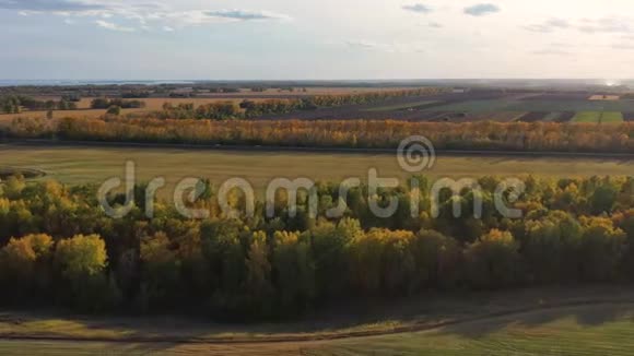 无人机正飞过森林带秋天黄色的树黑场从上面看FHD视频的预览图