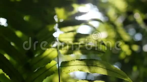 阳光透过蕨类植物绿叶闪闪发光动作缓慢视频的预览图