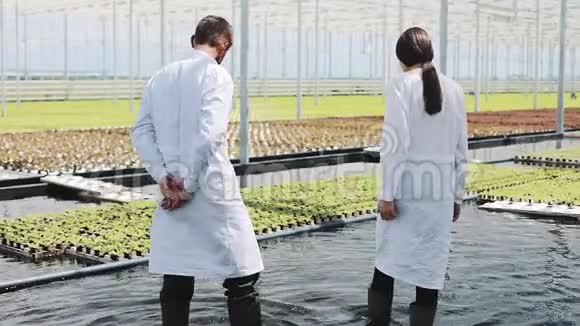 穿着实验室长袍的男人和女人在温室里和绿色植物一起工作视频的预览图
