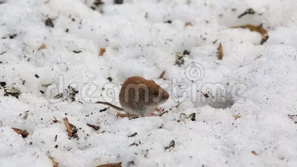 常见的田鼠赤鸢为寻找食物而扫雪视频的预览图
