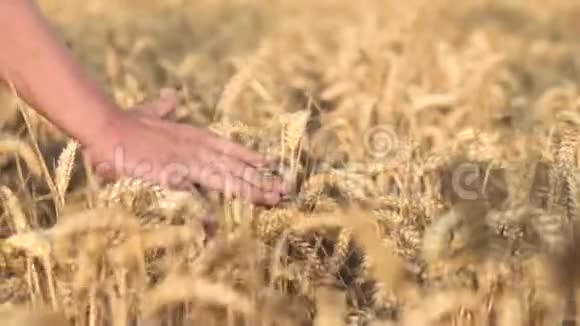 农民双手合拢日落时触摸麦穗农业理念视频的预览图