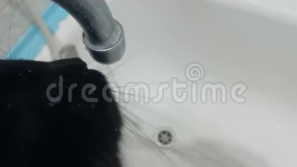 黑色家猫饮料和搭水从水龙头在浴室特写宠物的滑稽动作手持射击视频的预览图