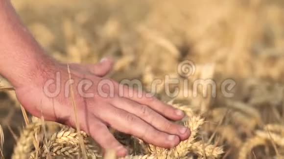 农民双手合拢日落时触摸麦穗农业理念视频的预览图