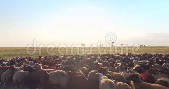 乌克兰草原羊群高度极低的观景台视频的预览图