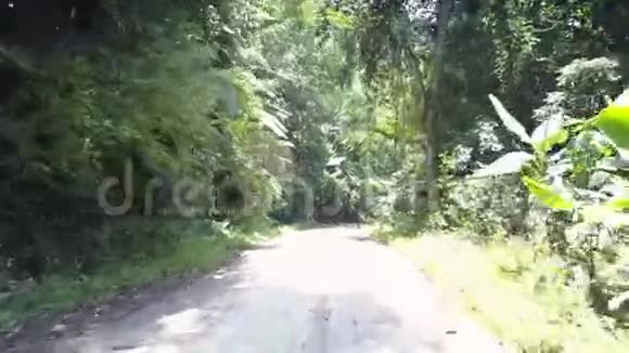 丛林地面的道路在树上大叶随风摇曳视频的预览图