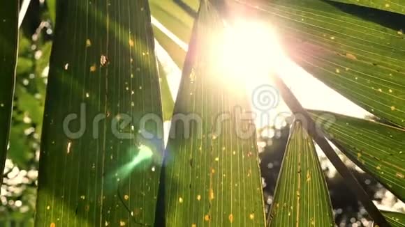 阳光透过绿叶闪耀树的复古风格视频的预览图
