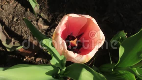 郁金香盛开的春天视频视频的预览图