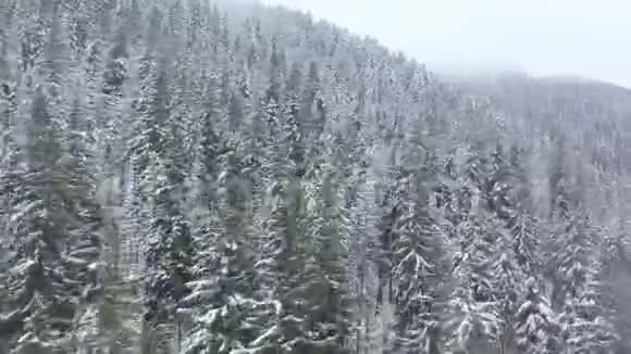 飞越暴风雪的雪山针叶林多雾不友好的冬季天气加速视频视频的预览图
