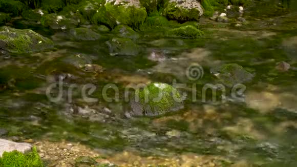 河水清澈苔藓中有石头视频的预览图