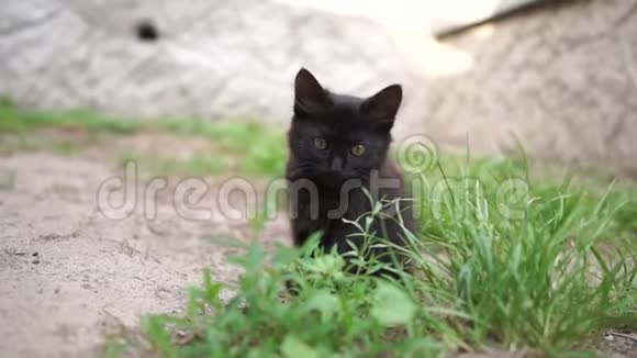 阳光明媚的日子里可爱的黑猫在院子里坐着舔爪子视频的预览图