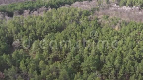 绿色森林的消失绿树丛中的枯树视频的预览图