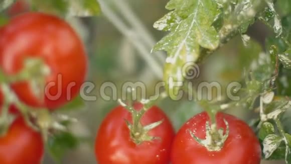 有成熟番茄的灌木视频的预览图
