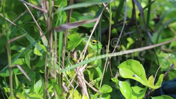 绿色蜥蜴躲在绿色灌木中视频的预览图