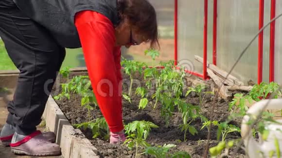 一位资深妇女种植番茄的手视频的预览图