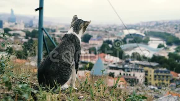 在斯洛莫的一个格鲁吉亚小城市的屋顶上坐着学习的巨魔猫视频的预览图