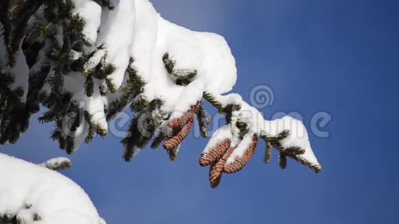 松树和针叶锥背景上覆盖着雪和月亮冬天雪覆盖了山上的松树雪天视频的预览图