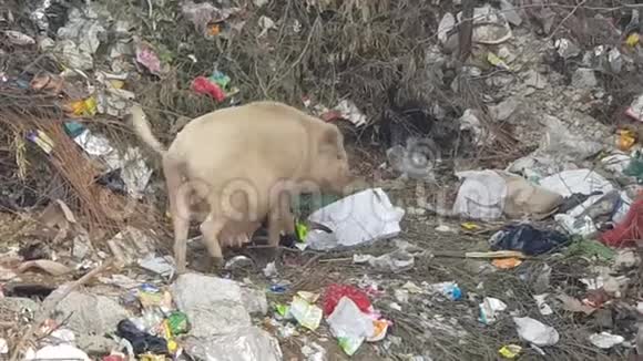 印度一只大头猪在垃圾中寻找食物视频的预览图