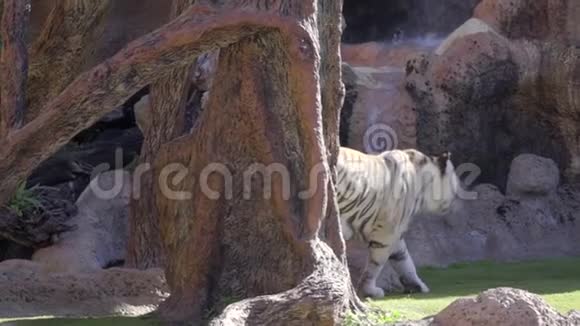 动物园里的野生动物白色孟加拉虎在岩石附近慢动作视频的预览图