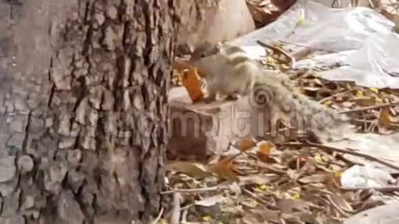 一只松鼠在吃饼干两只鹦鹉在吃谷物视频的预览图