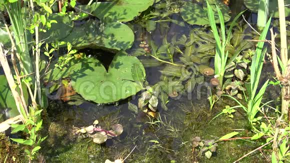 湖中长满了叶子和睡莲绿色的青蛙森林的动植物自然视频的预览图