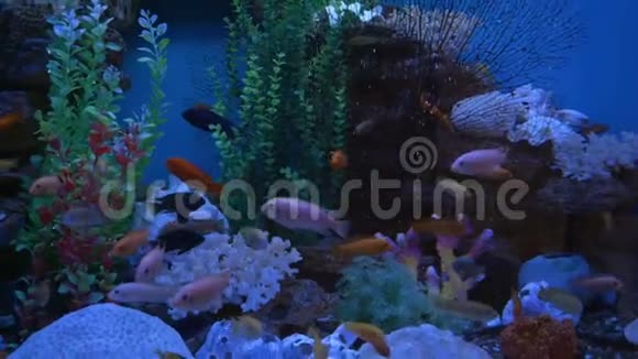 不同大小的美鱼在透明的水族馆水中游泳装满石头的彩色水族箱视频的预览图