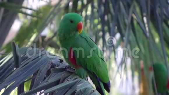 热带雨林鸟绿色鹦鹉坐在棕榈枝上视频的预览图