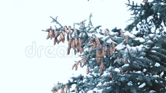 在寒冷的冬季天气里用圆锥形的松果覆盖着雪视频的预览图
