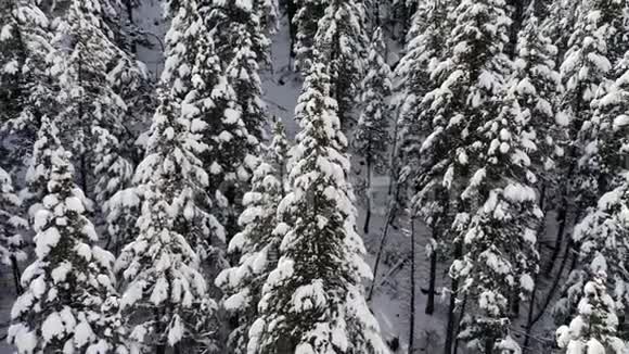 冬季云杉和松林的高空俯视天桥拍摄树木覆盖着雪无人机从近树飞到视频的预览图