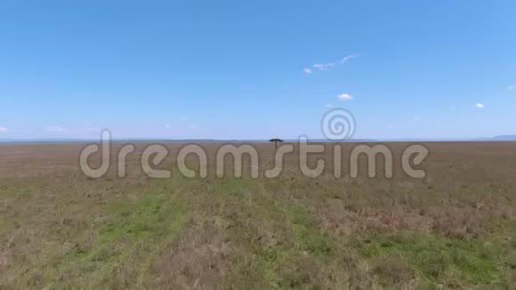 晴天时非洲大草原对相思树的空中接近视频的预览图