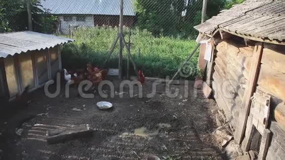 家养鸡在一个小围场上走视频的预览图