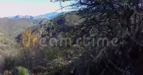 上升的飞行在树顶附近通过视频的预览图