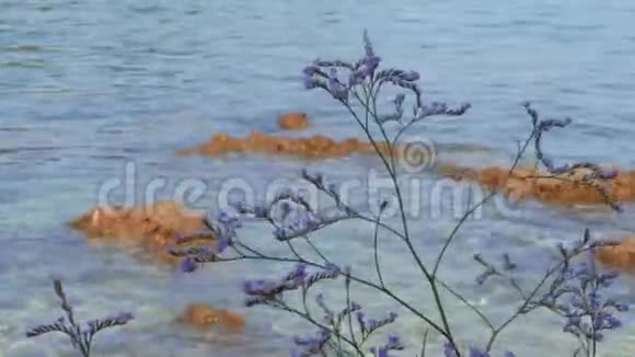 利花对清澈的海水和珊瑚礁风日视频的预览图