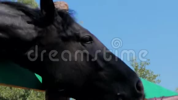 年轻的种马优雅的纯种马黑暗淹死的马正在鸟舍里吃苹果动物护理概念夏季视频的预览图