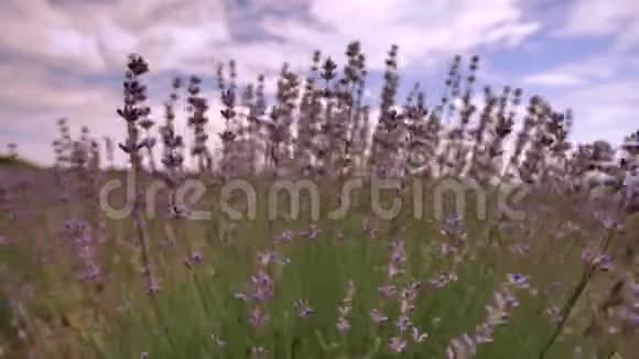 在法国普罗旺斯的一片田野上蓝蓝的天空和云的背景下盛开的薰衣草花紧凑着视频的预览图