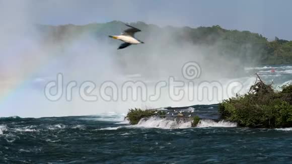 尼亚加拉瀑布上方的海鸥视频的预览图