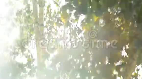 明亮的太阳耀斑和树枝视频的预览图