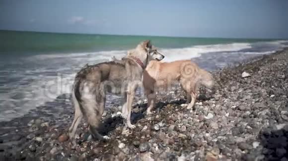 两只狗在波罗的海的费马恩海滩上嬉戏视频的预览图