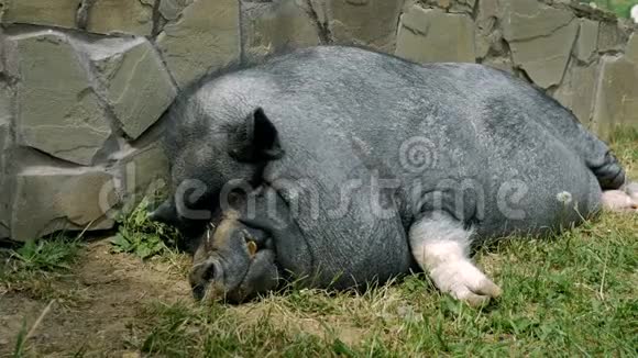 黑公猪休息着睡在墙边在阳光明媚的日子里概念生态牲畜农业环境视频的预览图