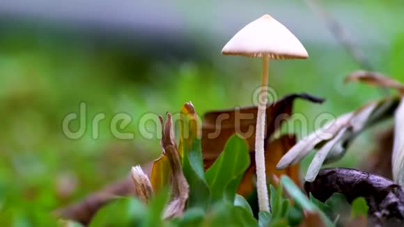 自然界中带有萤火虫的小白蘑菇梦幻仙境童话场景视频的预览图