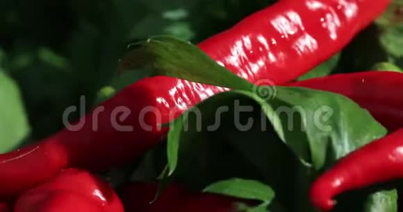 有机红胡椒和芹菜棒在特写视频韩国辣辣椒在采收期俯视小辣椒视频的预览图