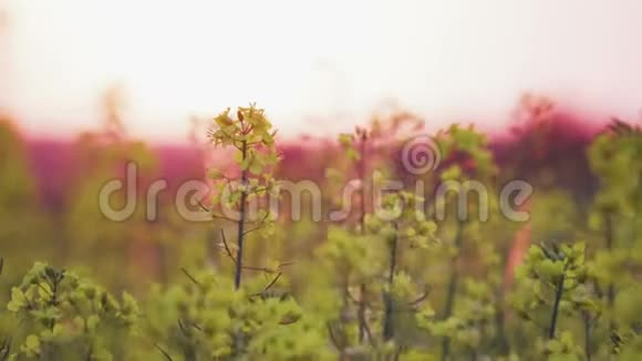 油菜花的黄色花朵近在风中摇曳在柔和的黄昏阳光下视频的预览图