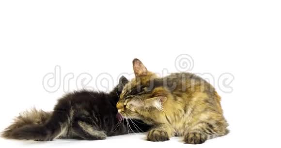 缅因州棕色斑纹斑纹斑纹猫和缅因州蓝色斑纹斑纹猫家猫雌性和小猫在白色的衬托下吮吸视频的预览图