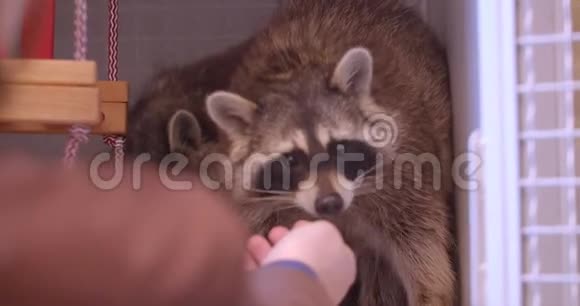 动物园笼子里两只浣熊被游客喂食的特写镜头视频的预览图
