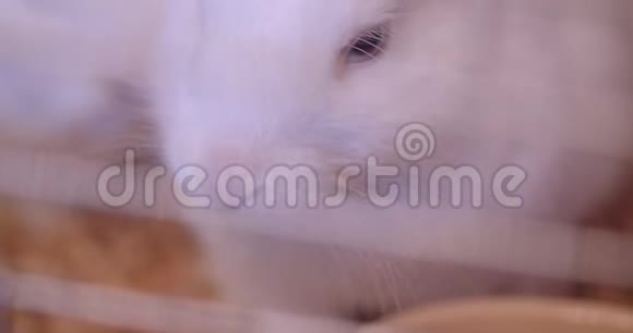 在动物园笼子里咀嚼可爱的白色毛茸茸的兔子的特写镜头视频的预览图