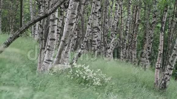 意大利北部浪漫的白桦林视频的预览图