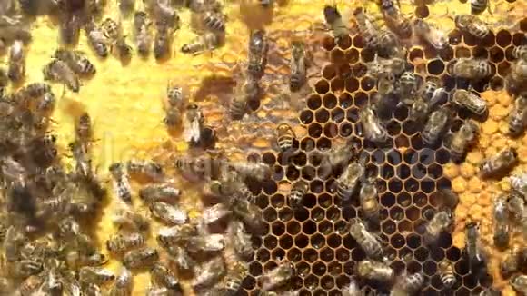 蜜蜂在蜂巢里视频的预览图